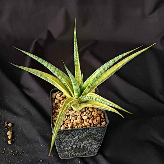 Sansevieria U-THONG DELIGHT VAR