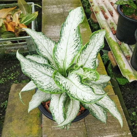Dieffenbachia UDOM NGERN