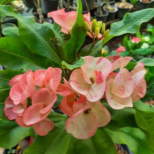 Euphorbia Milii UDOMPON