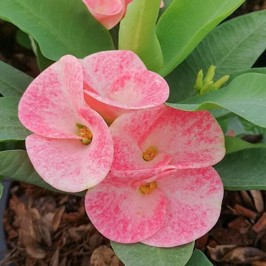 Euphorbia Milii UDOMSIN