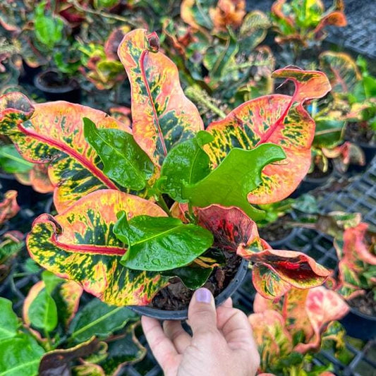 Croton UDOMSUK