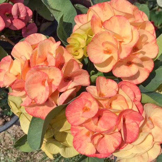 Euphorbia Milii UDOMSOOK