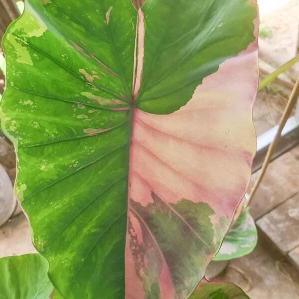 Colocasia UENGJUMON