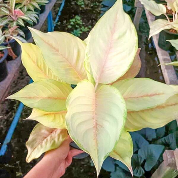Aglaonema UNICORN