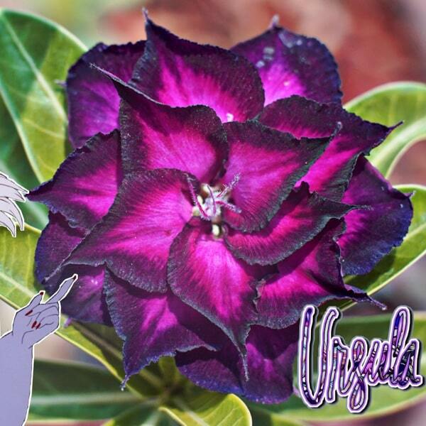 Adenium obesum URSULA