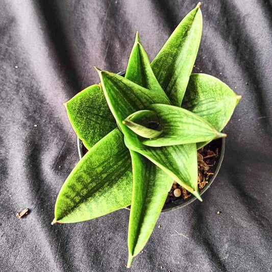 Sansevieria VEERA