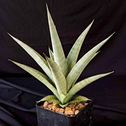 Sansevieria VIRANDA