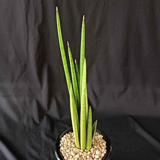 Sansevieria VOLKENSII VAR