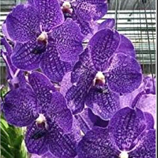 Vanda orchid V BANJONG SKY BLUE PREECHA