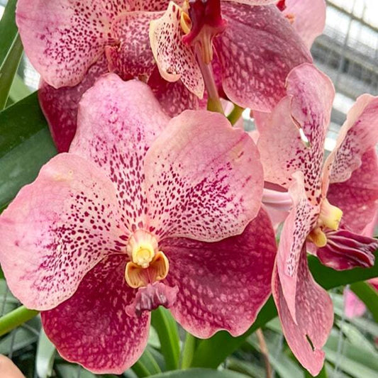 Vanda orchid V BITZ'S HEARTHROB X BUTTERFLY # 471