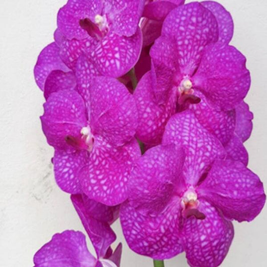 Vanda orchid V BOONSERN DELIGHT