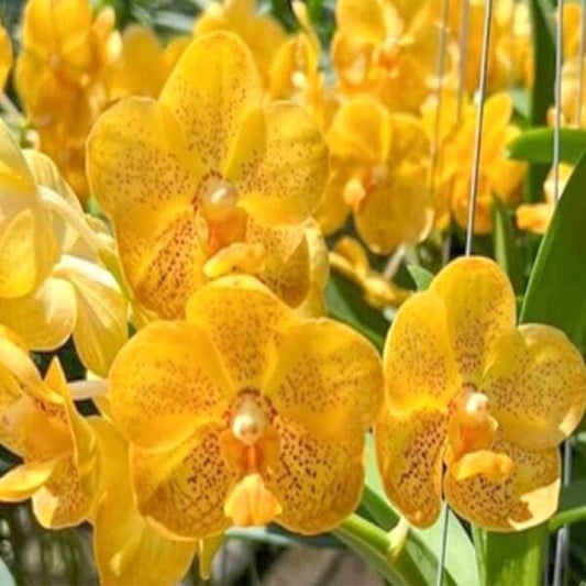 Vanda orchid V DENISONIA X SUKSAMRAN SPOT FRAGRANCE
