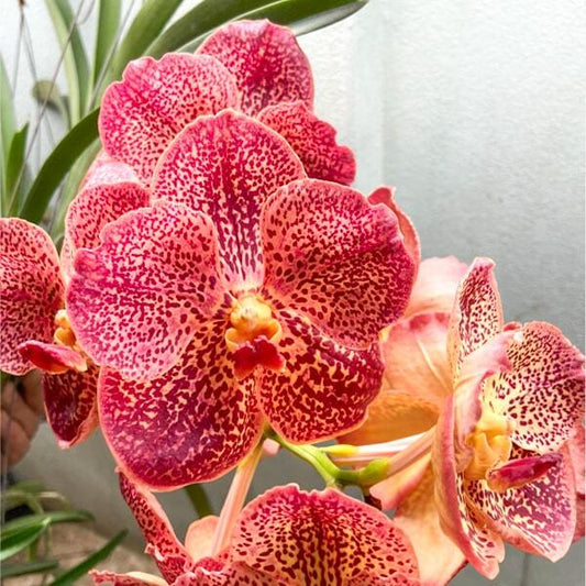 Vanda orchid V DHONG CHAI PULSAWAT X BITZ'S HEARTHROB #619