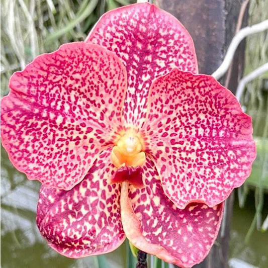 Vanda orchid V DHONG CHAI PULSAWAT X BITZ'S HEARTHROB #641