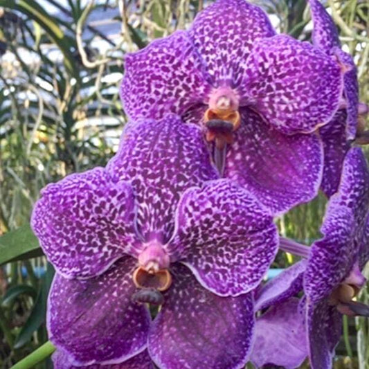 Vanda orchid V DR.ANEK X BUTTERFLY #655