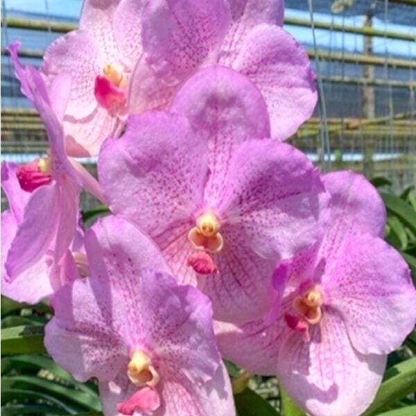Vanda orchid V DR.DELLA BRIGHT PINK