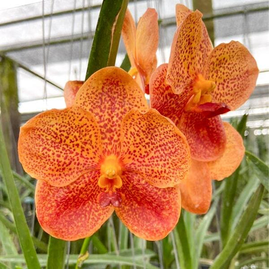 Vanda orchid V FUCHS HARVEST MOON X DHONGCHAI PULSAWAT #616