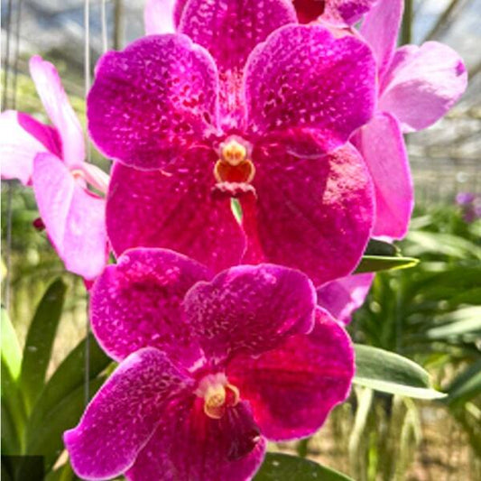 Vanda orchid V FANTASTIC FANFARE