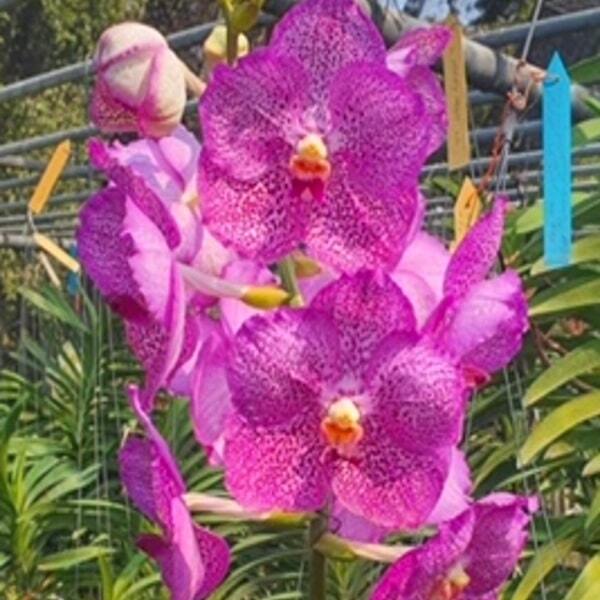 Vanda orchid V GORDON DILLON PINK X BITZ'S HEARTTHROB