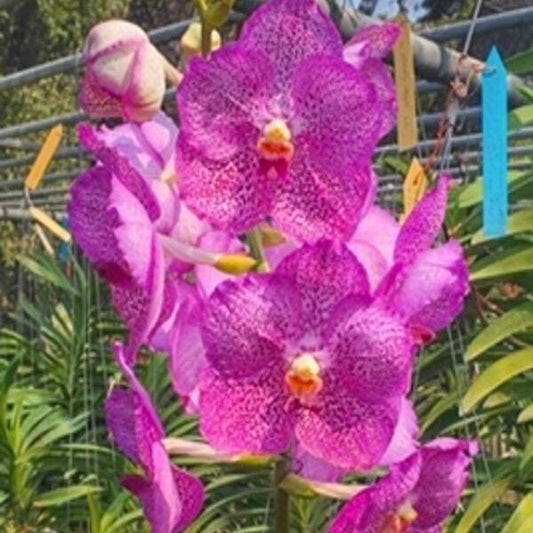 Vanda orchid V GORDON DILLON PINK X BITZ'S HEARTTHROB