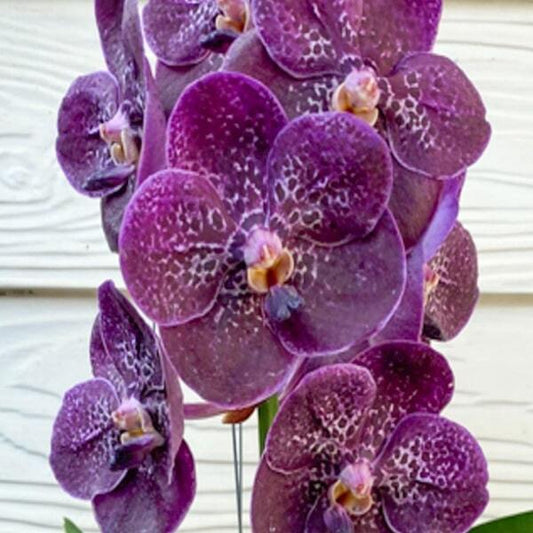 Vanda orchid V GORDON DILLON X KULWADEE FRAGRANCE