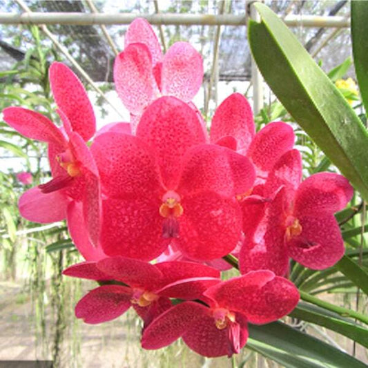 Vanda orchid V JAIRAK REDDER