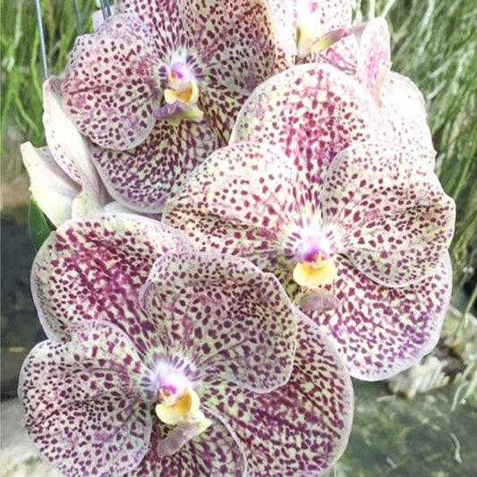 Vanda orchid V KULWADEE FRAGRANCE # 516