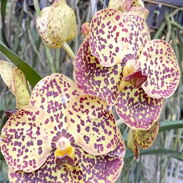 Vanda orchid V KULWADEE FRAGRANCE # 527