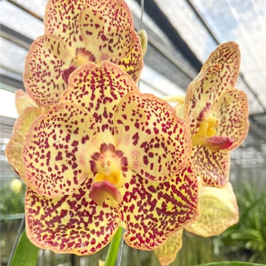 Vanda orchid V KULWADEE FRAGRANCE # 528