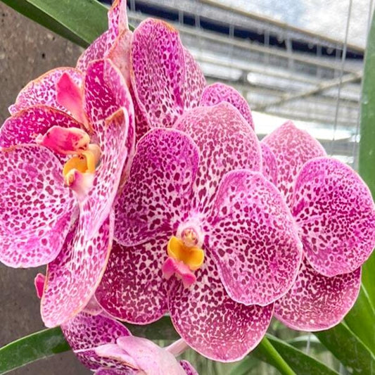 Vanda orchid V KULWADEE FRAGRANCE #626