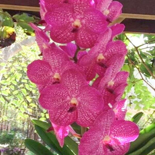 Vanda orchid V NOPPADOL DELIGHT