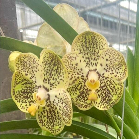 Vanda orchid V NOPPORN GOLDEN HILL #629