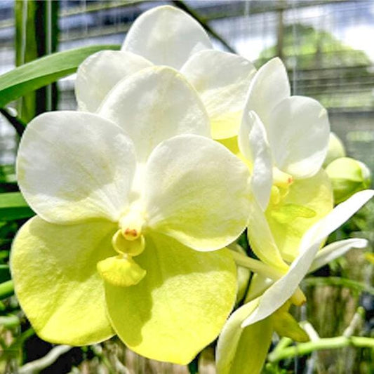 Vanda orchid V NOPPORN GOLD