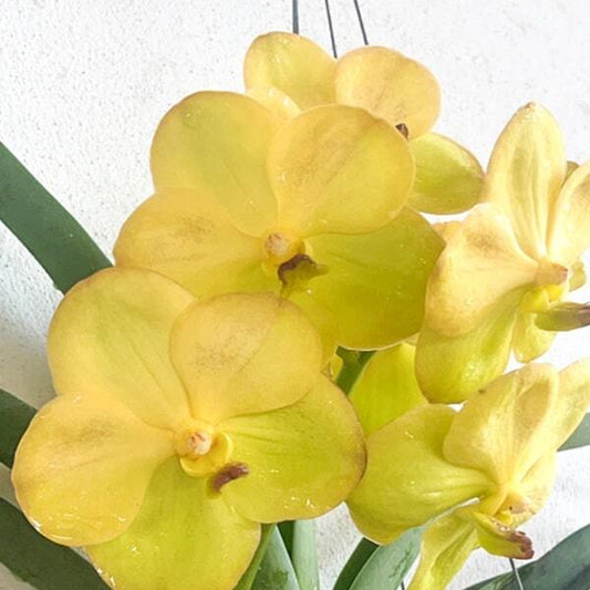 Vanda orchid V NOPPORN GOLDEN HILL #700