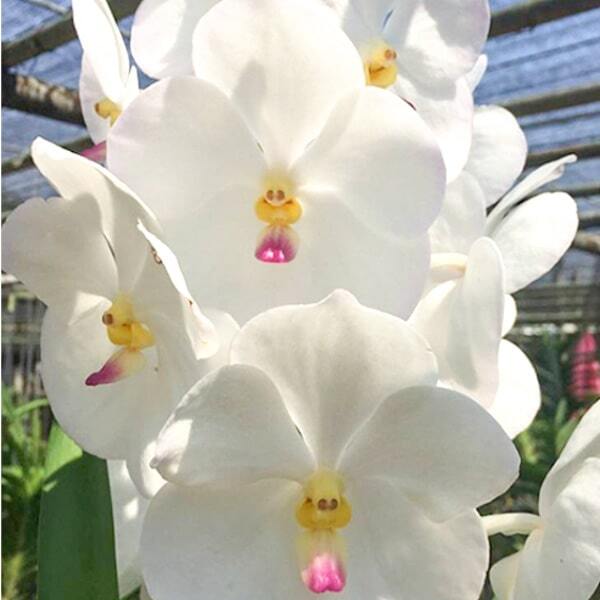 Vanda orchid V NOPPORN WHITE DIAMOND