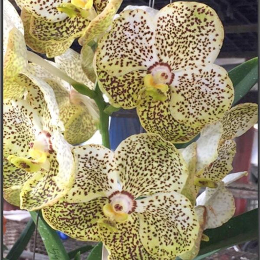 Vanda orchid V PATHOM GOLD X BUTTERFLY # 599