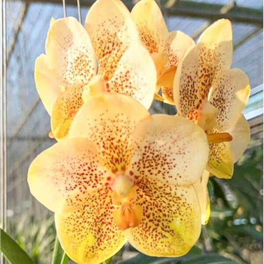 Vanda orchid V RANU GOLD X BUTTERFLY #518
