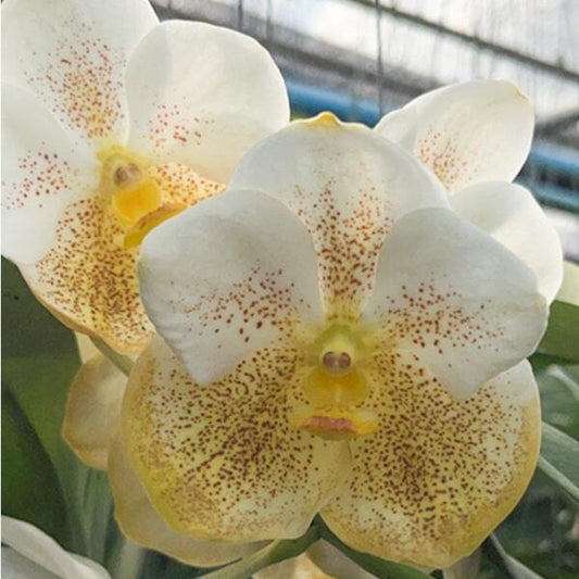 Vanda orchid V RANU GOLD X BUTTERFLY #685