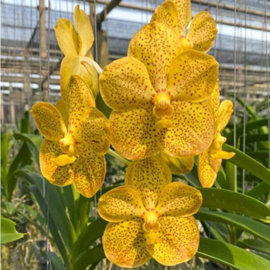 Vanda orchid V RASRI GOLD X SUKSAMRAN SPOT