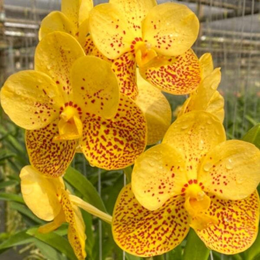 Vanda orchid V RASRI GOLD X THAI SPOT