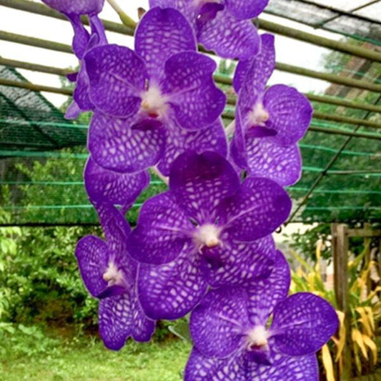 Vanda orchid V SAWITA BLUE