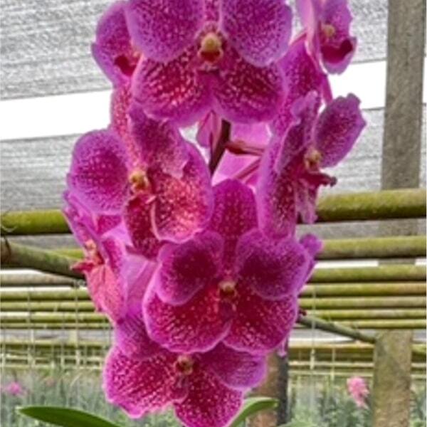 Vanda orchid V SOMSRI PINK X BIT'Z HEARTHROB BIG FLOWER