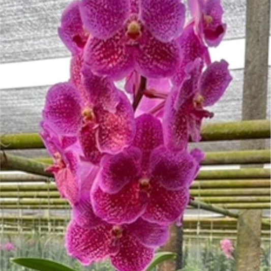 Vanda orchid V SOMSRI PINK X BIT'Z HEARTHROB BIG FLOWER