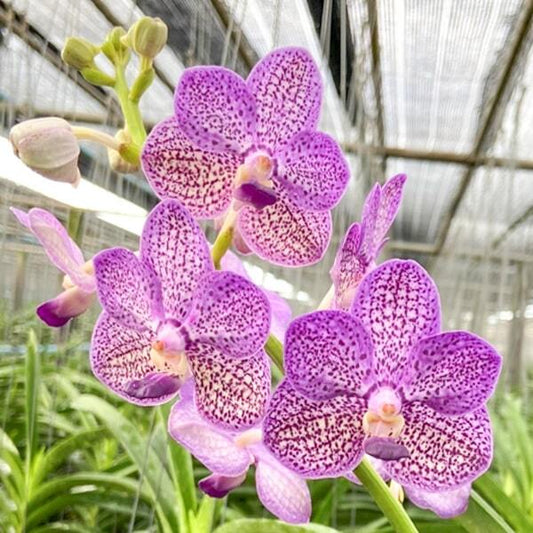 Vanda orchid V SRIMAHAPHO STAR X SASICHA # 500