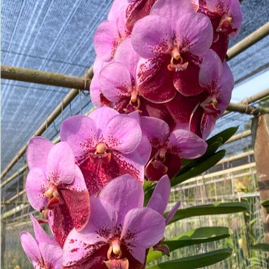 Vanda orchid V TAWEESUKSA X JINDAWAT NO.2