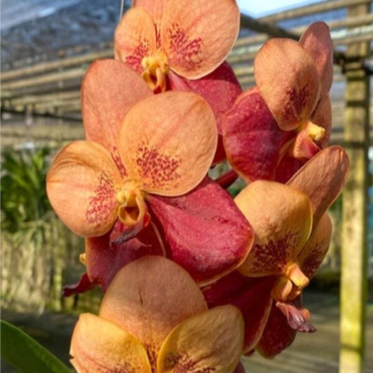Vanda orchid V TAWEESUKSA X VIVAN SANKAMPHANG ORANGE NO.2