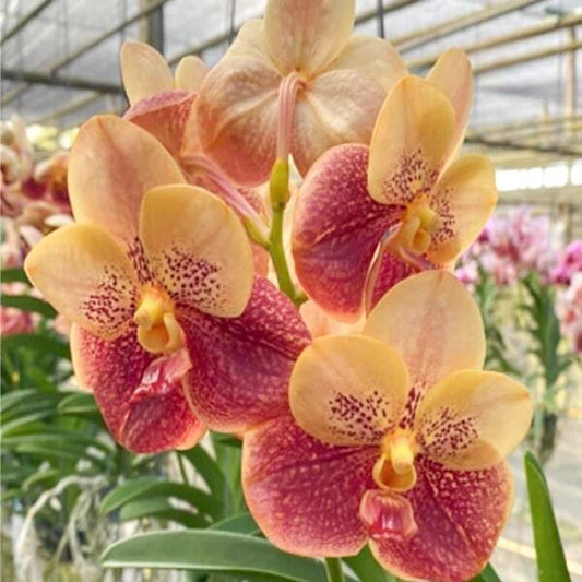 Vanda orchid V TAWEESUKSA X VIVAN SANKAMPHANG ORANGE TWO TONE
