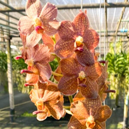 Vanda orchid V TESELLATA X PUTTARN YIP GOLDEN CLONE