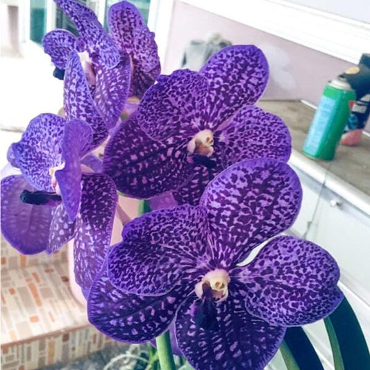 Vanda orchid V TOKYO BLUE X SOMSRI CLASSIC BLUE #305