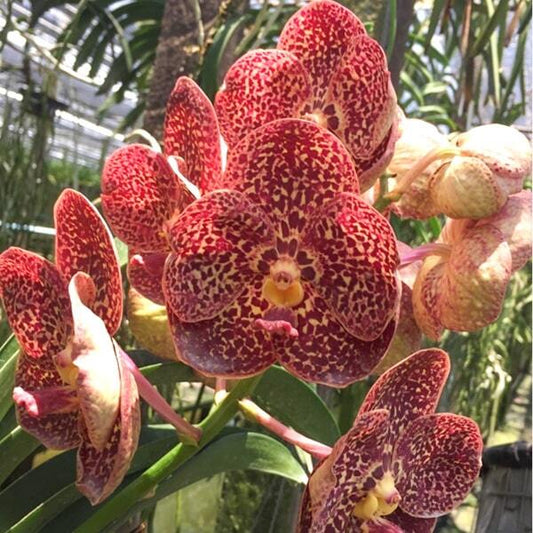 Vanda orchid V WARUTH LEOPARD X KULVADEE FRAGRANCE #693